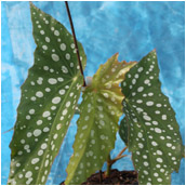 begonia_my special angel